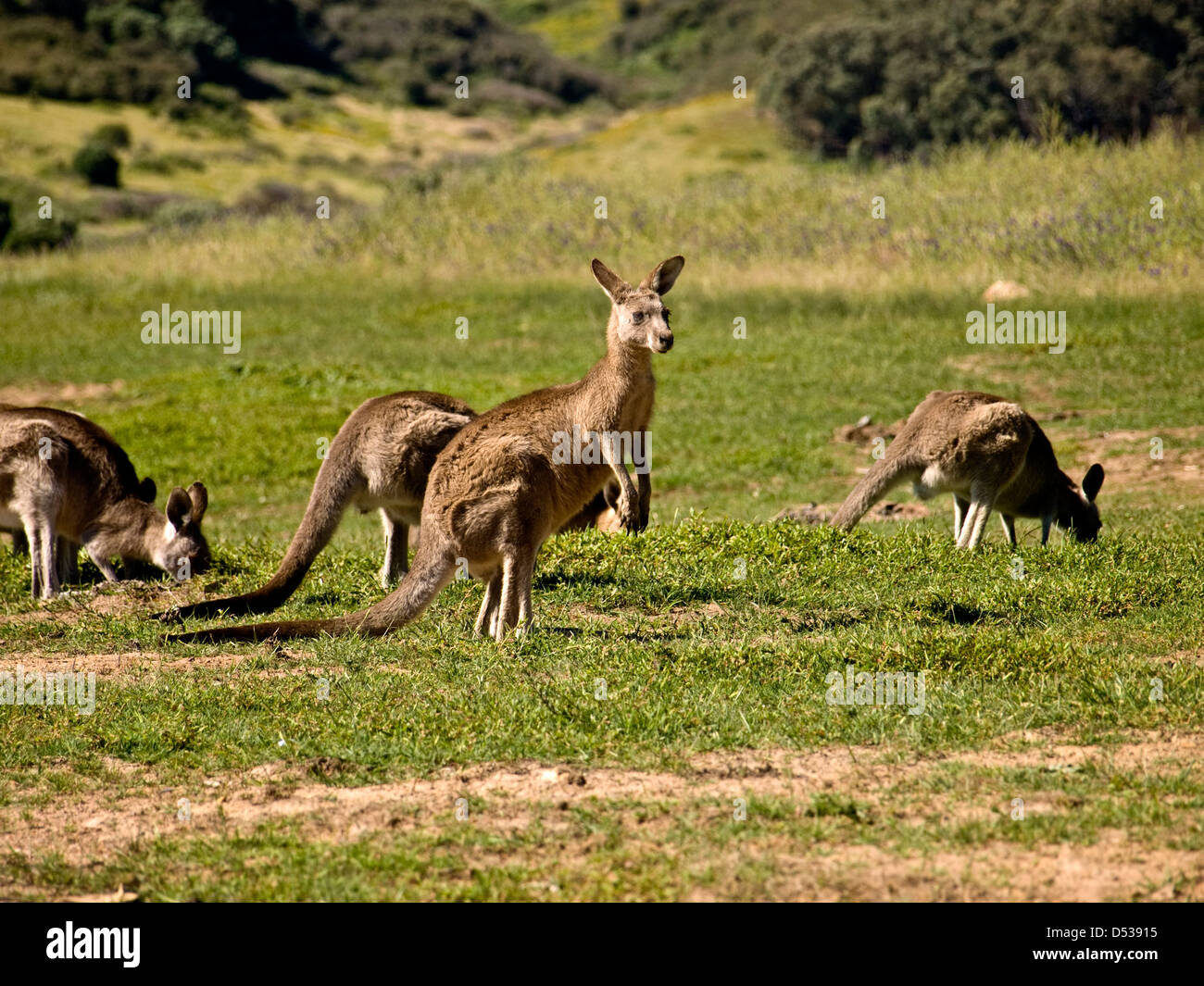 Kangaroos marsupial hires stock photography and images Alamy