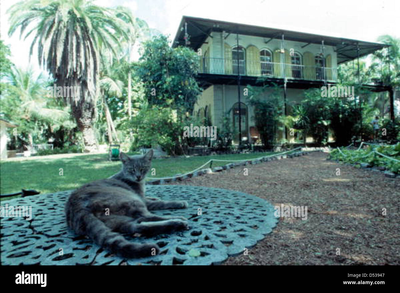 Cat relaxing in front of the Hemingway House: Key West, Florida Stock Photo