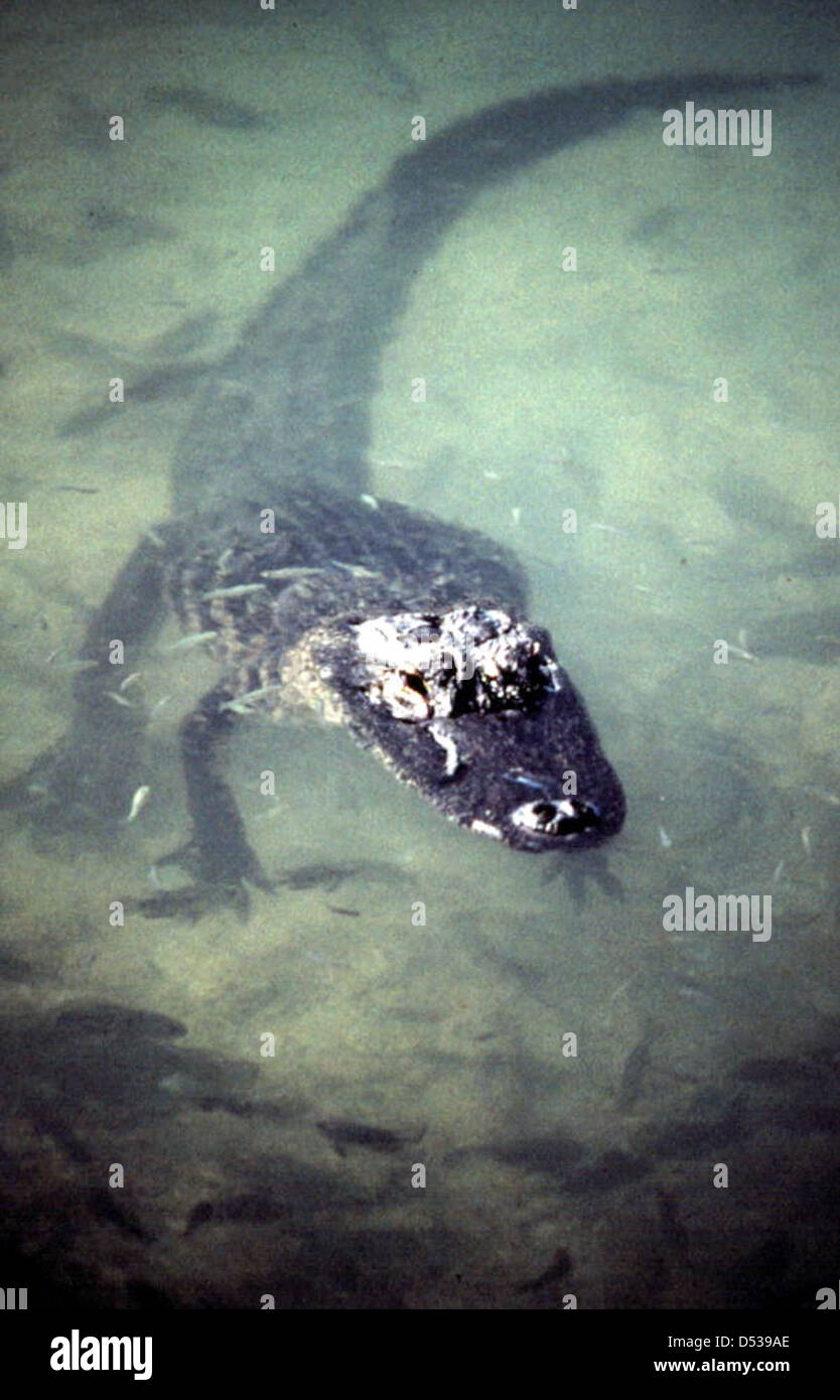 Alligator in the "Blue Hole" pond Big Pine Key, Florida Stock Photo