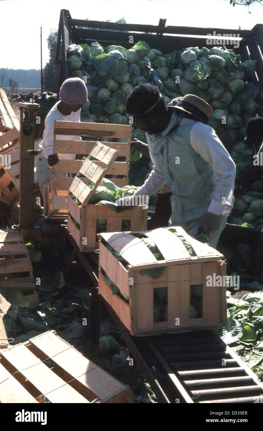 Farm workers are seen packing cabbage into crates at a farm in Hastings ...