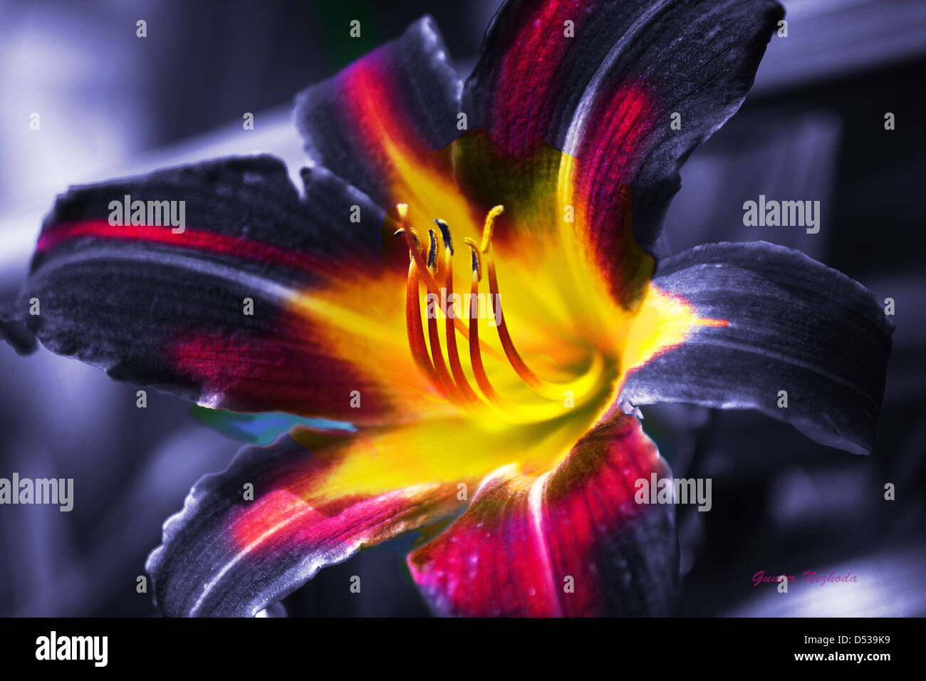 Abstract lily flower in vivid colors Stock Photo