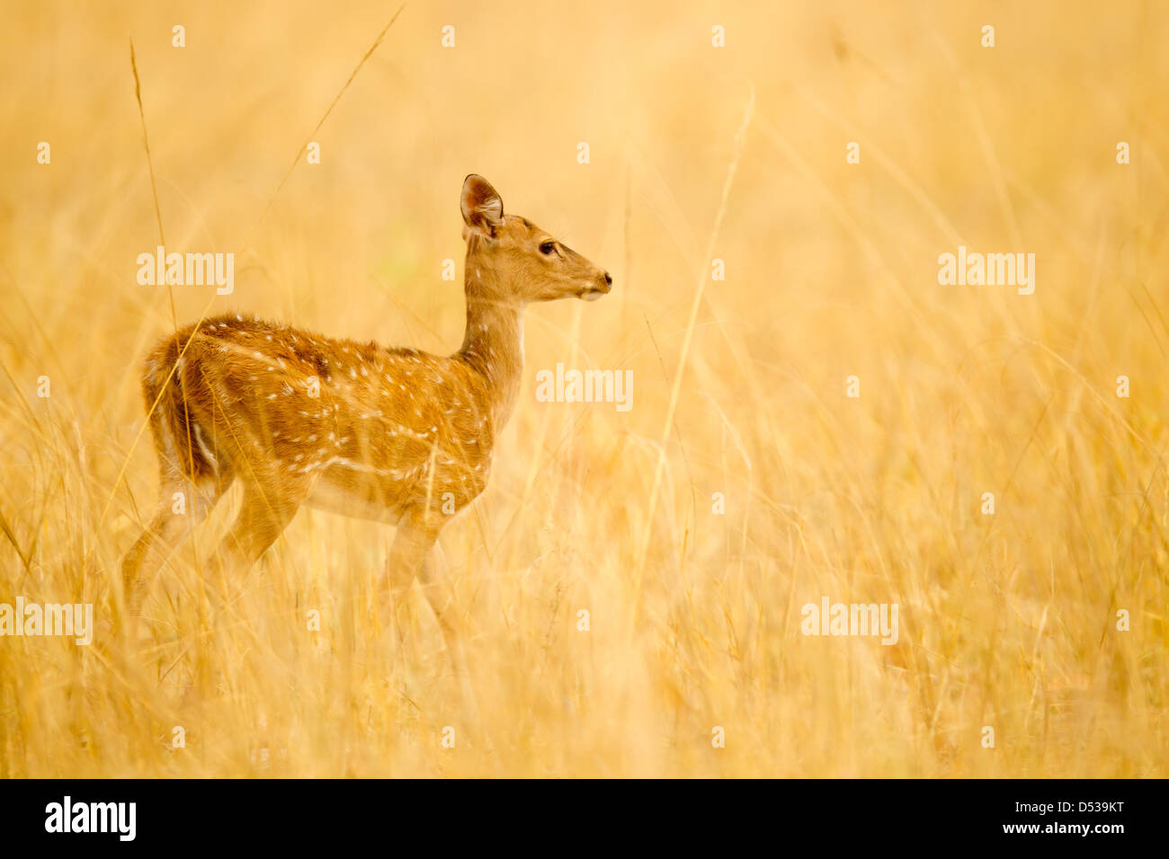 A chital deer fawn walking amidst tall grass Stock Photo