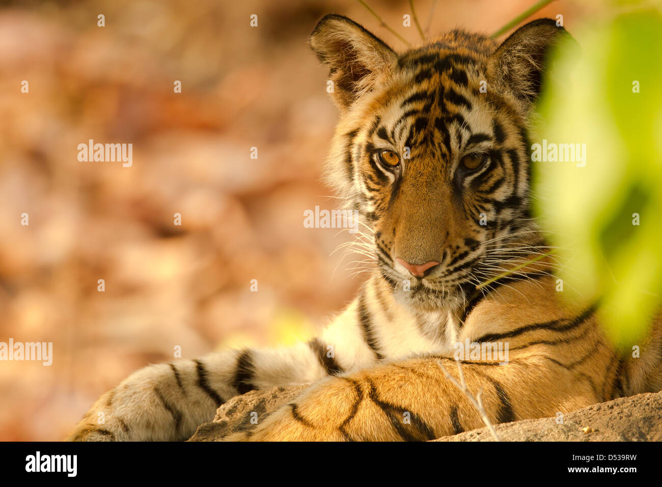 A tiger cub sitting with the sun shining on half its face Stock Photo
