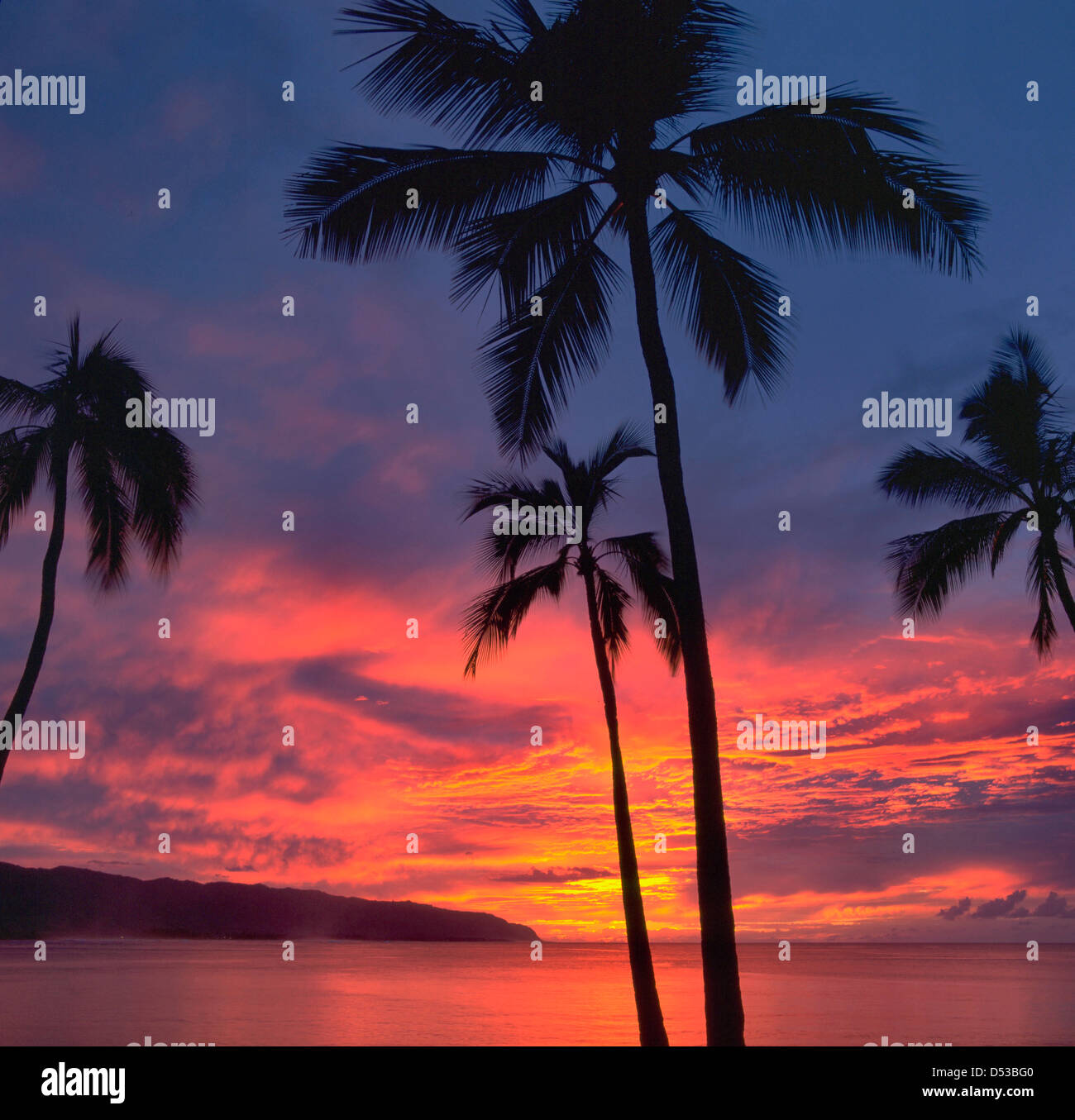 Hawaii coconut palms hires stock photography and images Alamy