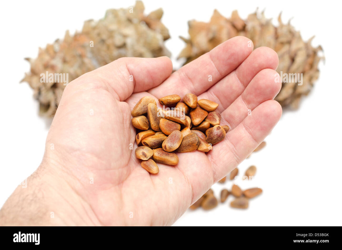 Cones and Nuts of Siberian Cedar Pine in hand. (Pinus sibirica) Stock Photo