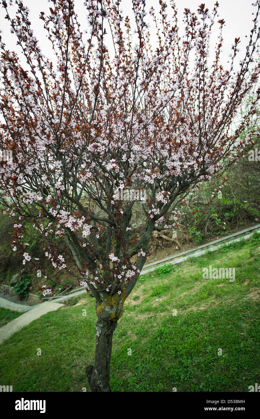 Flowers on an Almond tree, Srinagar, Jammu And Kashmir, India Stock