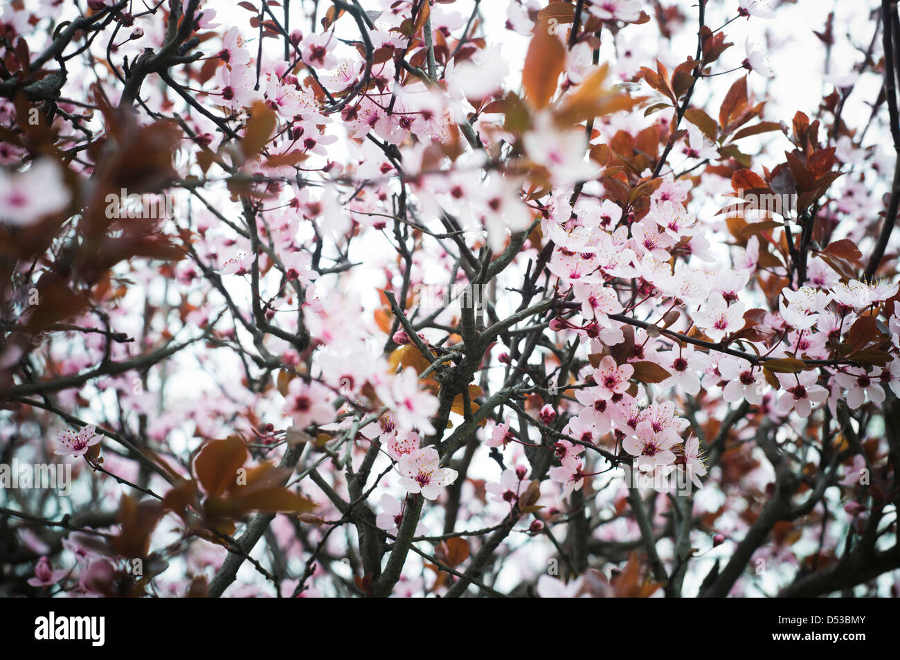 Flowers on plants, Srinagar, Jammu And Kashmir, India Stock Photo Alamy