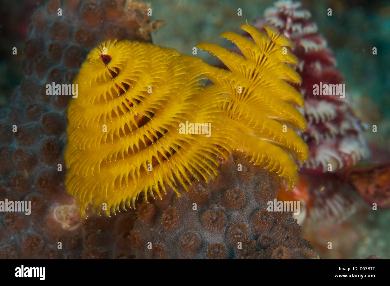 Christmas tree worm yellow Stock Photo Alamy
