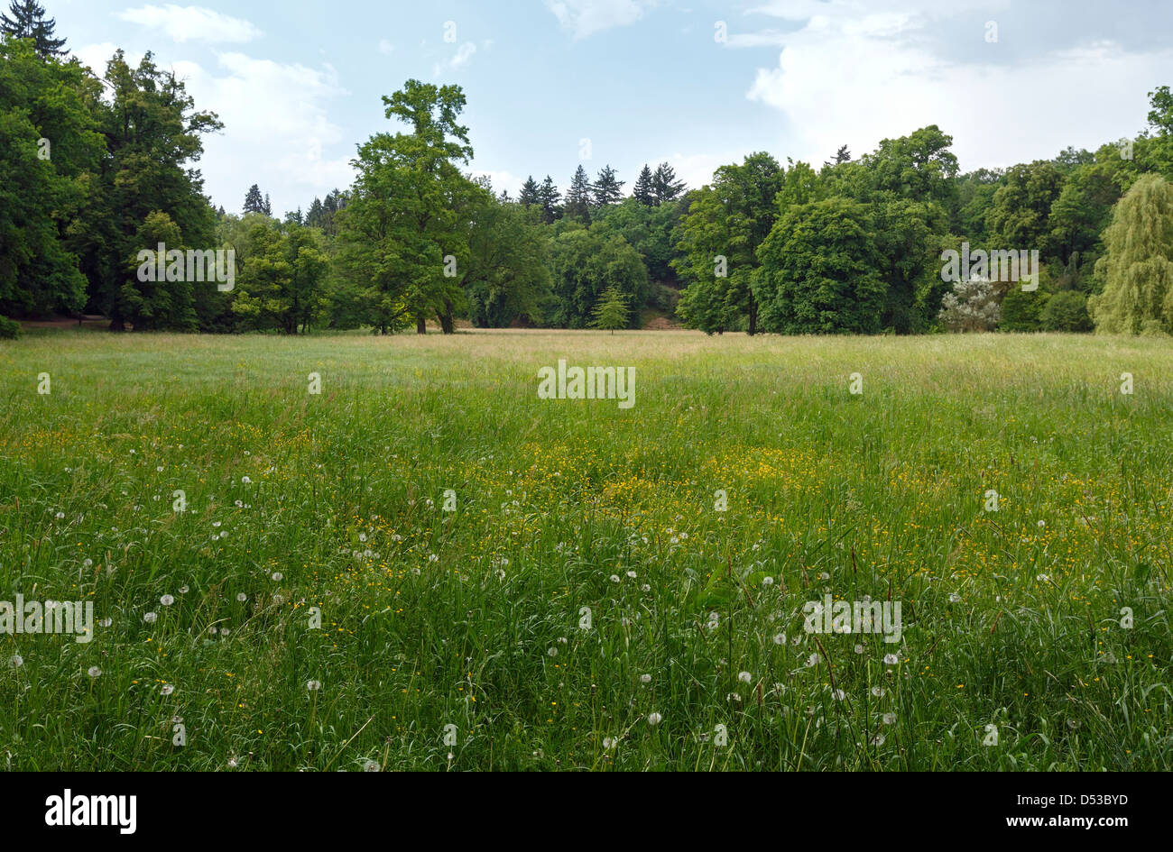Blossoming wild flowers hi-res stock photography and images - Alamy