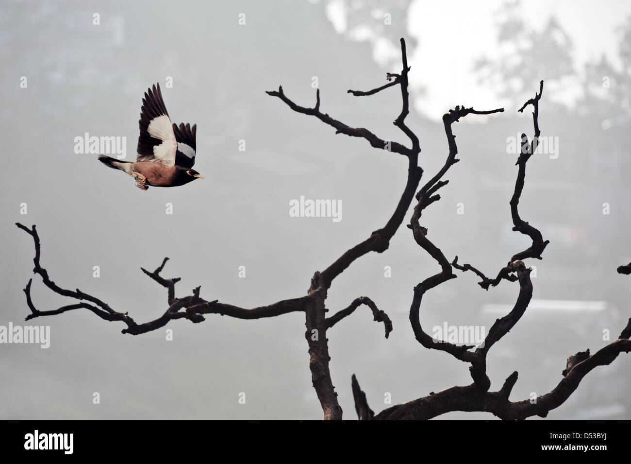 beautiful sunset and twigs with bird Stock Photo