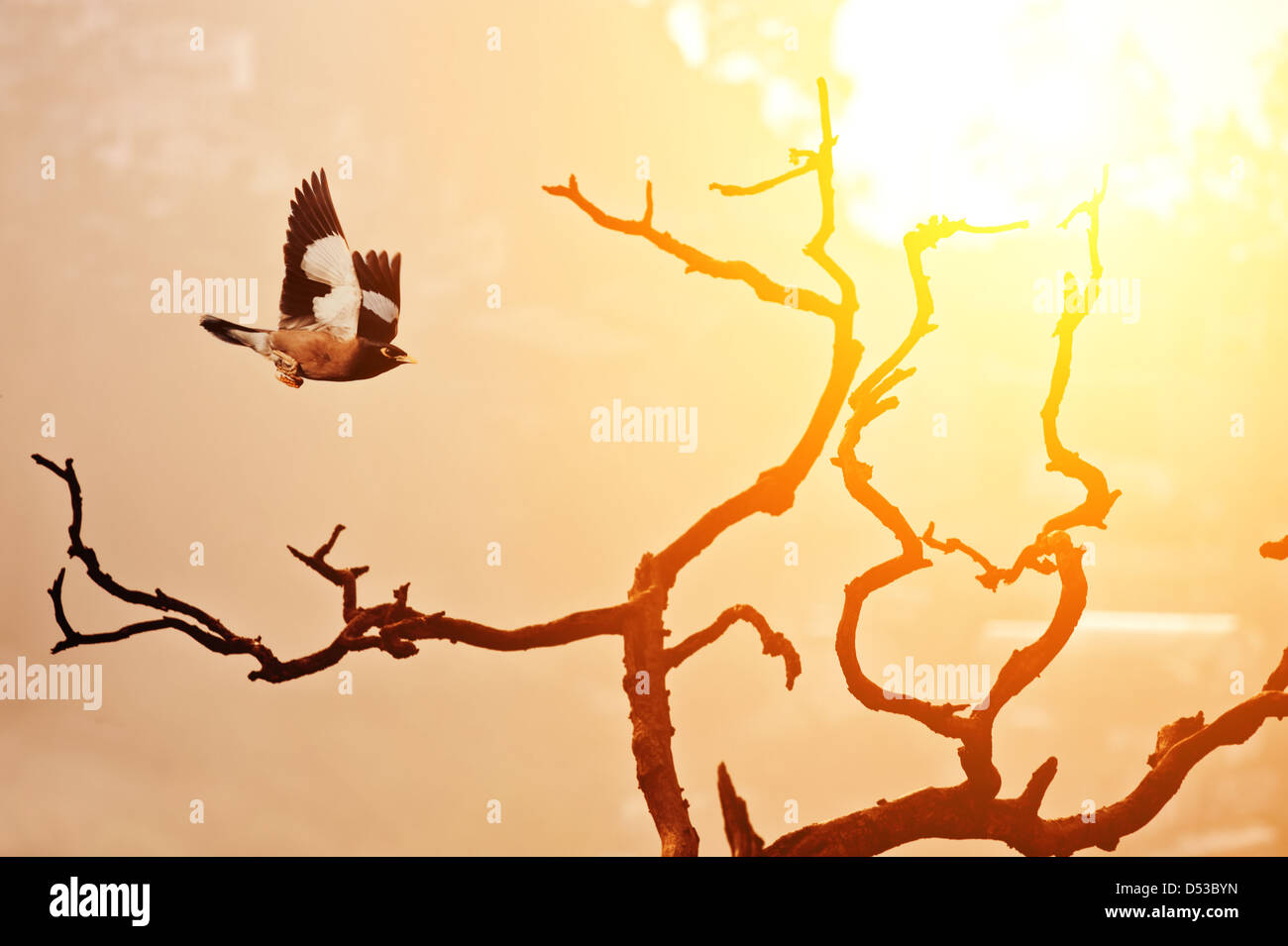 beautiful sunset and twigs with bird Stock Photo