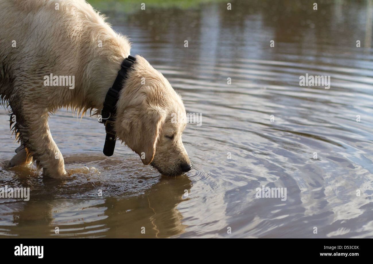 Can Dogs Drink Puddles