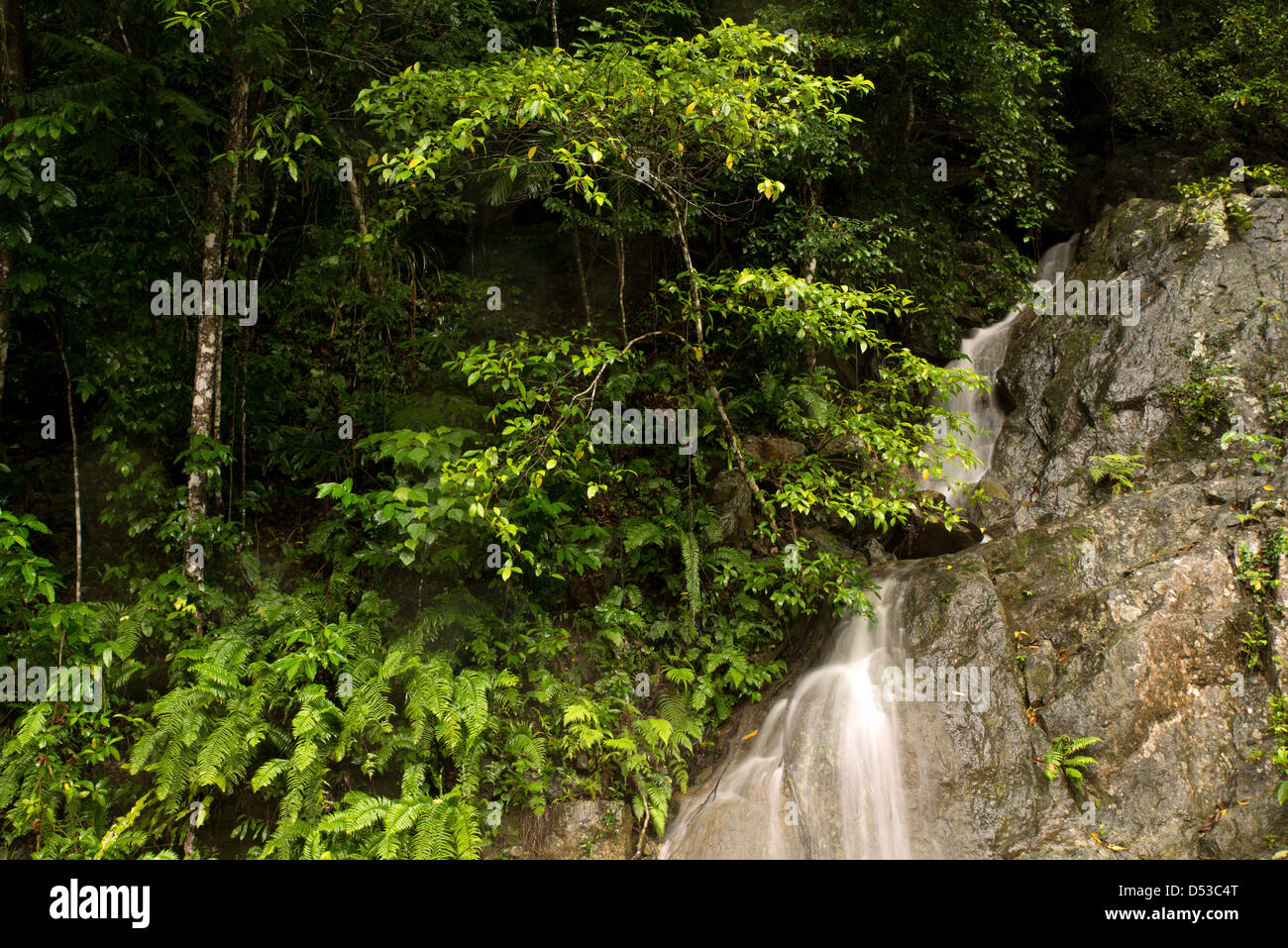 Rainforest with waterfall in the Barron Gorge near Cairns, Far North Queensland, Australia Stock Photo