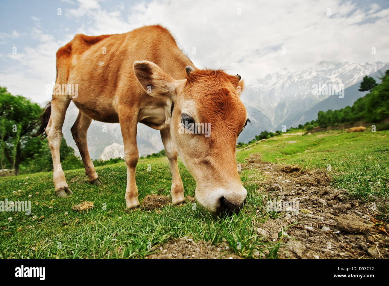 calf on green field in mountain Stock Photo