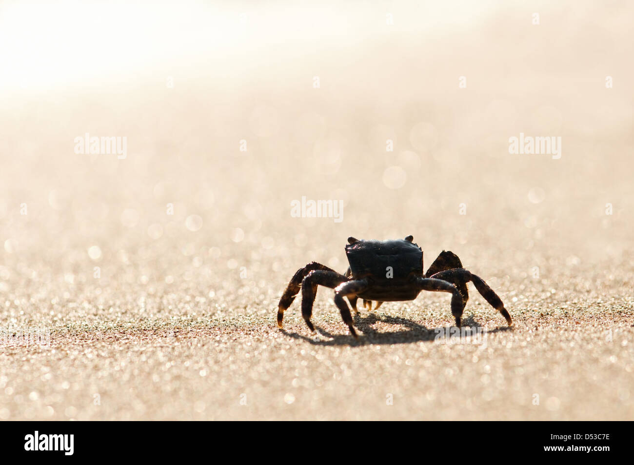 black crab on sand closeup Stock Photo