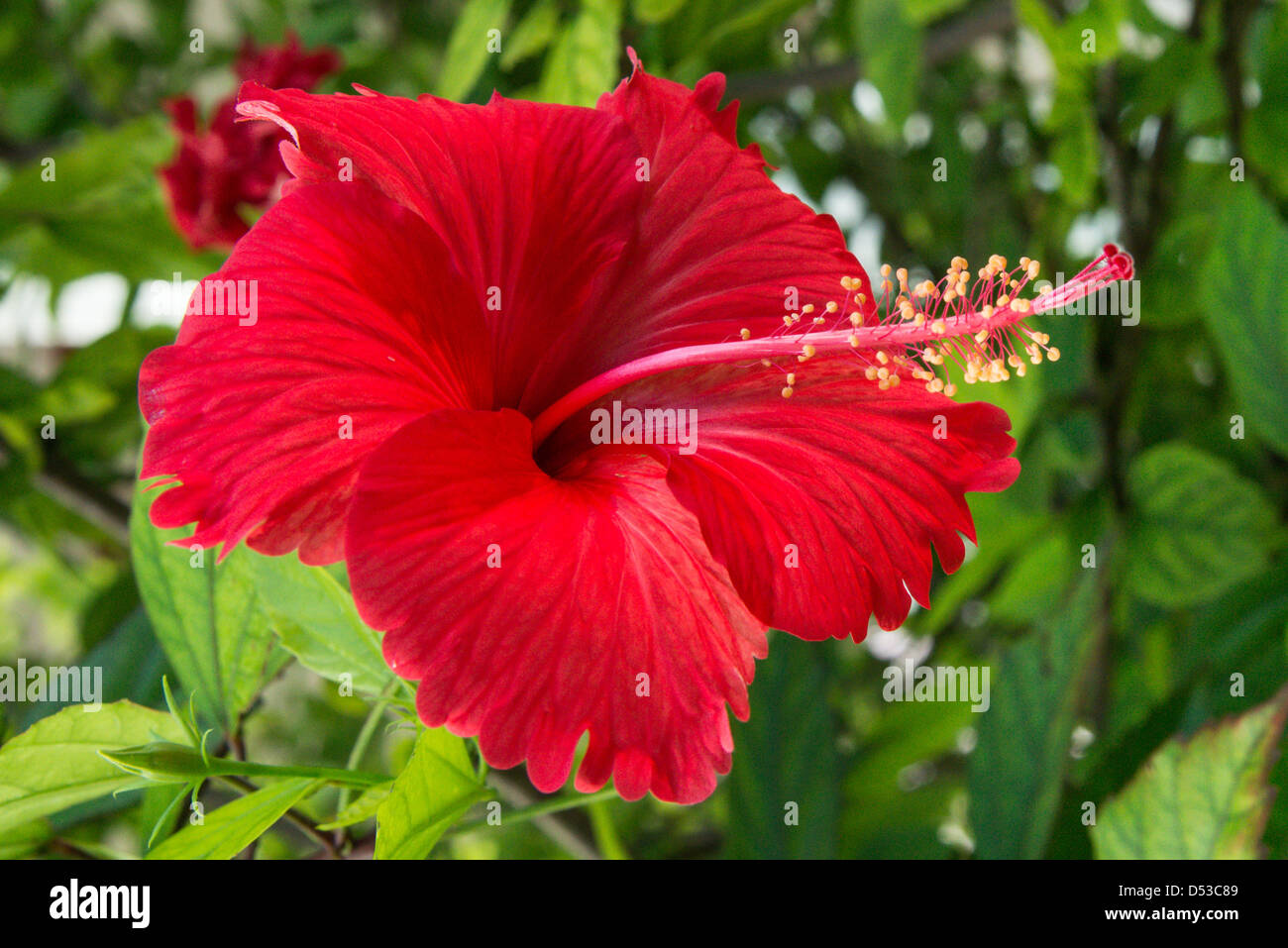close up of hibiscus plant with a flower Stock Photo Alamy