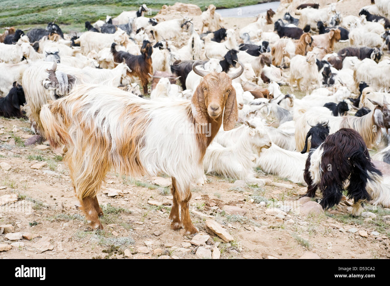 herd of goats in mountain Stock Photo - Alamy