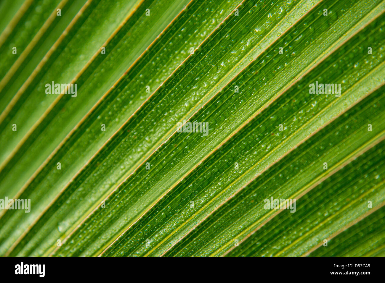 close up of a palm leaf Stock Photo - Alamy