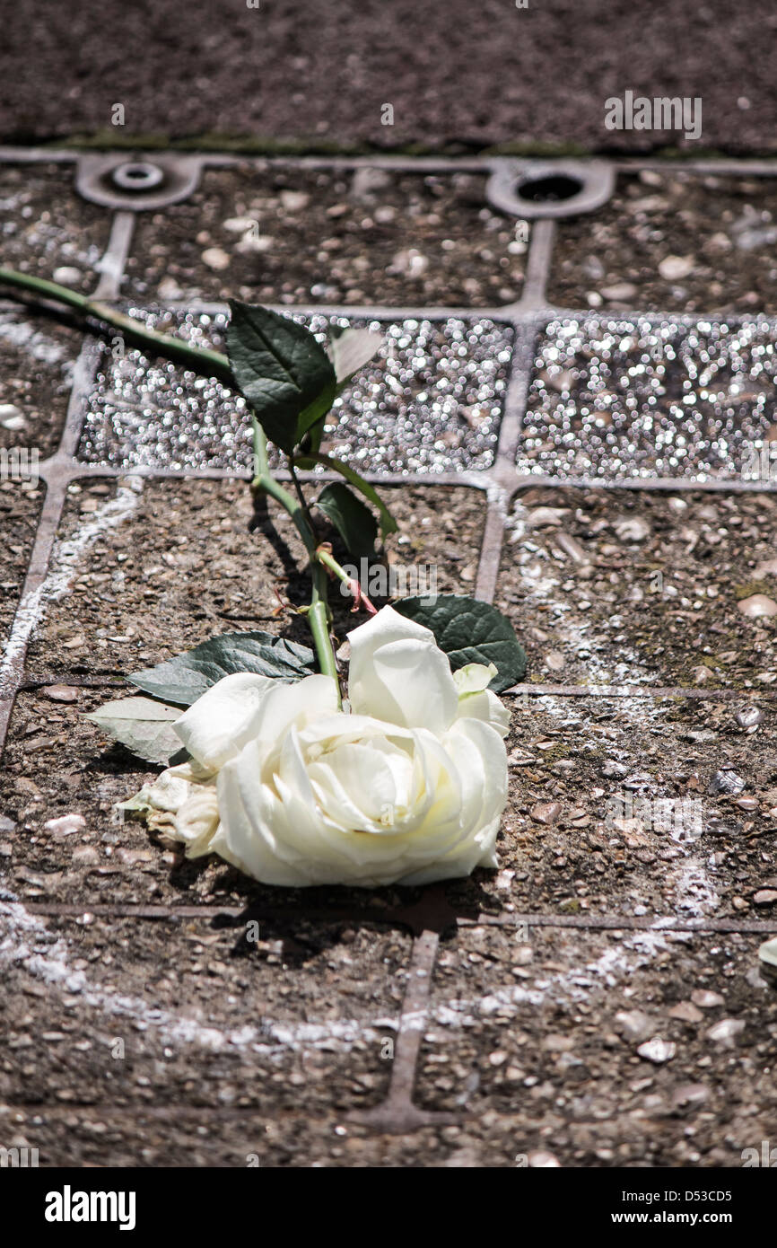 Crushed White Rose and Chalk Outline Stock Photo