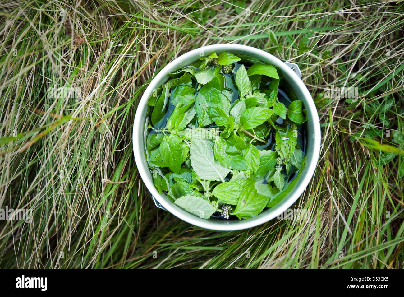 fresh mint tea in camp pan Stock Photo
