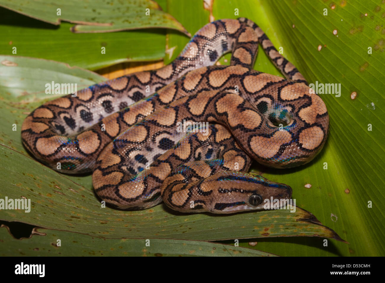 Rainbow Boa (Epicrates cenchia), Recently born. Guyana. Species found Central and South America, from Costa Rica to Argentina. Stock Photo