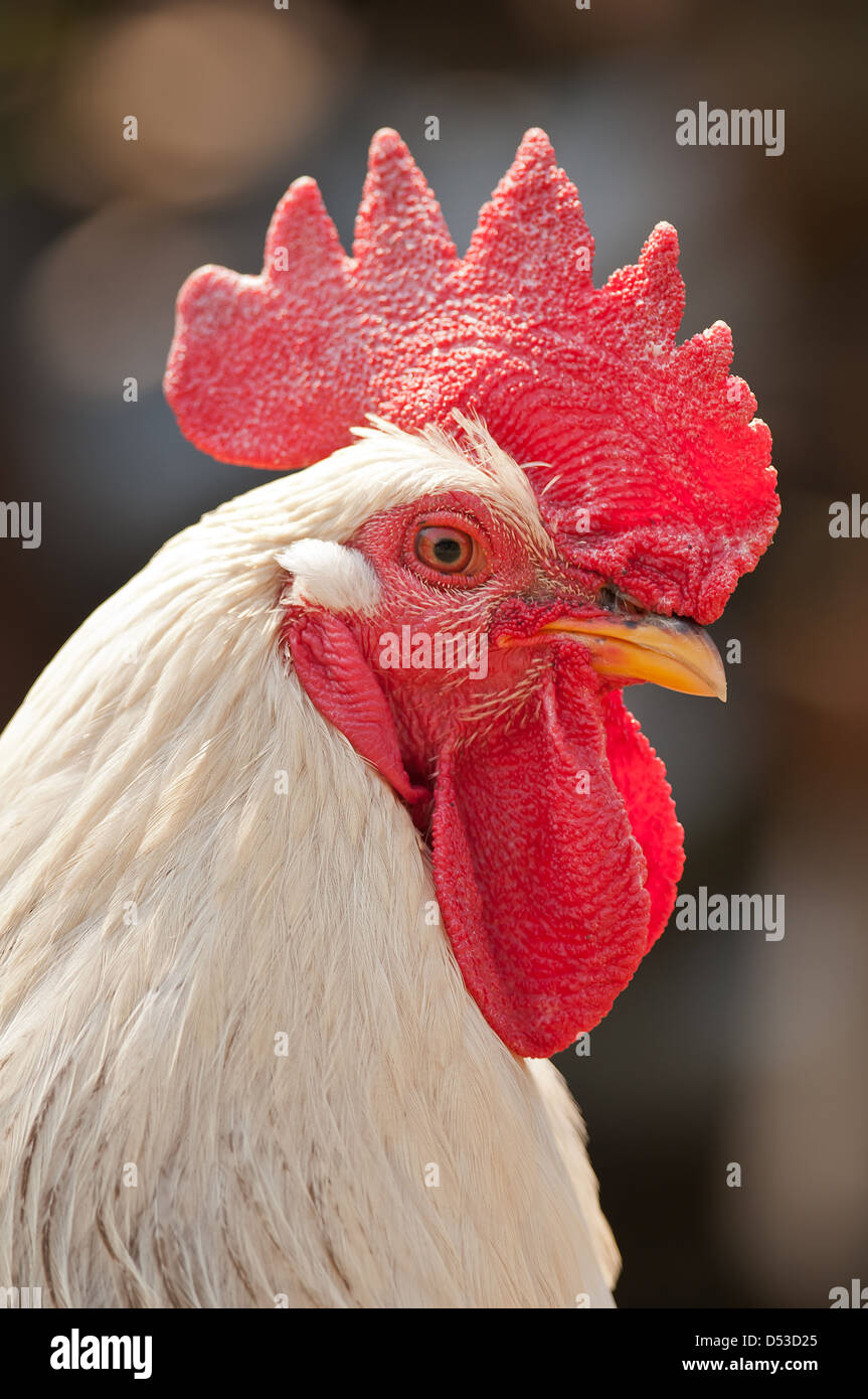 big rooster portrait close up Stock Photo Alamy