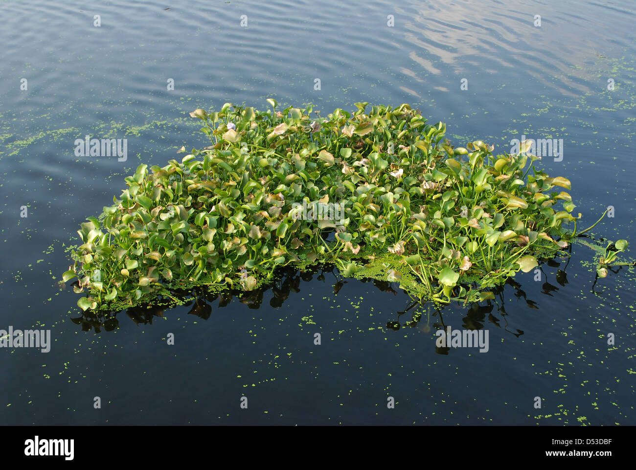 african algae floating on water,india Stock Photo
