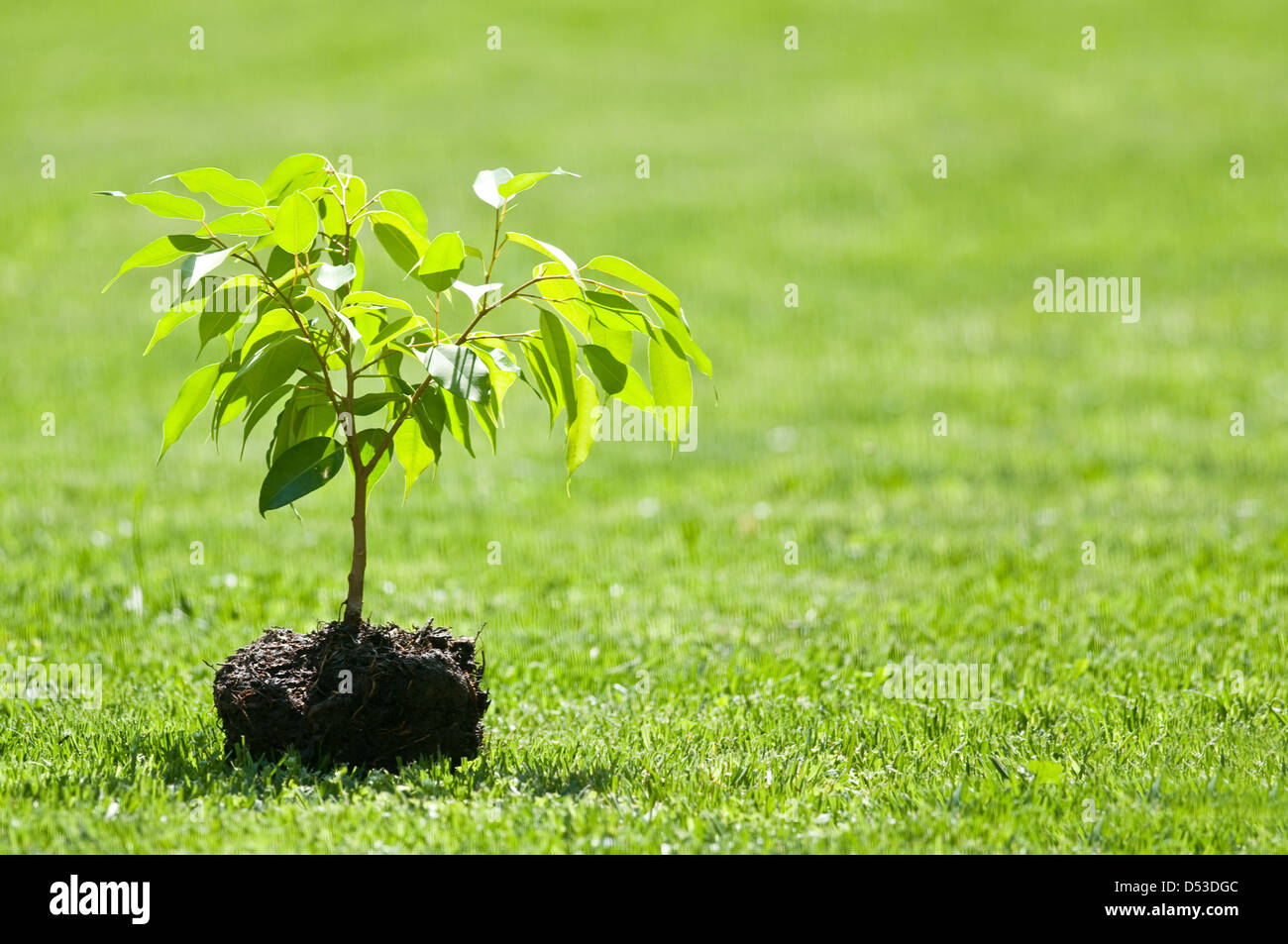small tree on green lawn Stock Photo