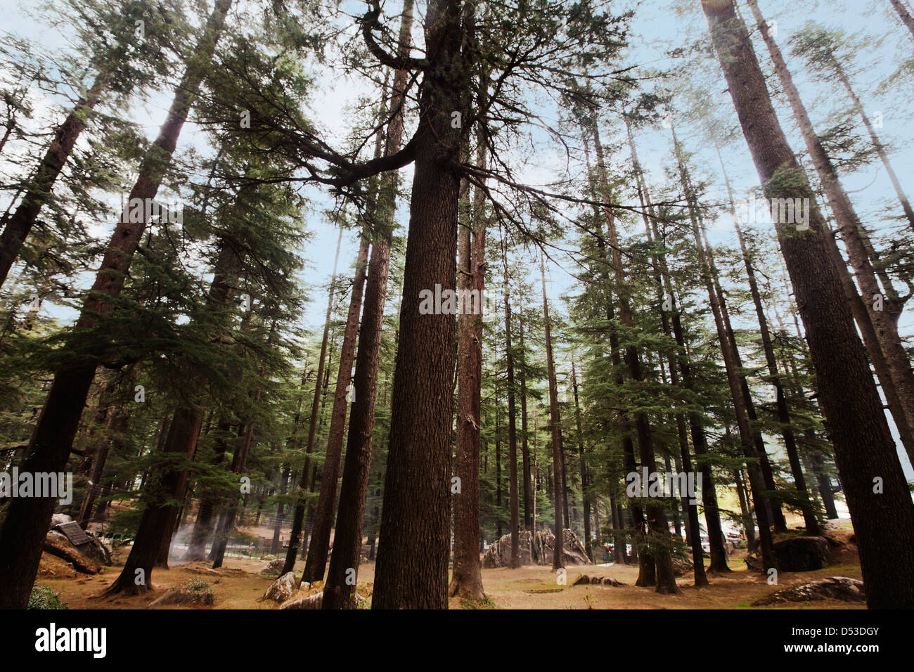 Trees in a forest, Manali, Himachal Pradesh, India Stock Photo Alamy