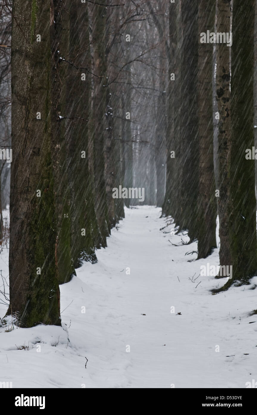 alley in snowy winter park Stock Photo - Alamy