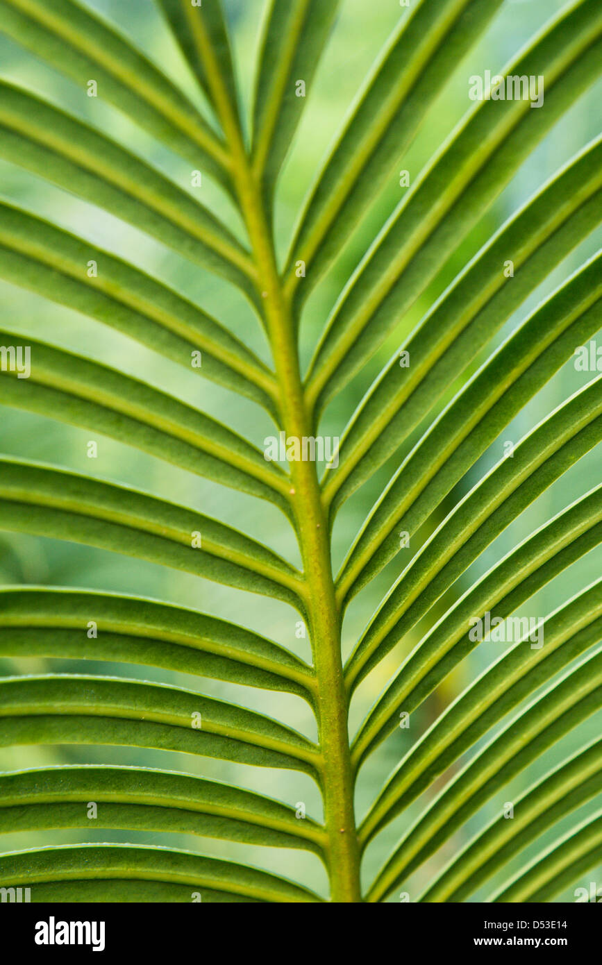 close up of fern leaf Stock Photo