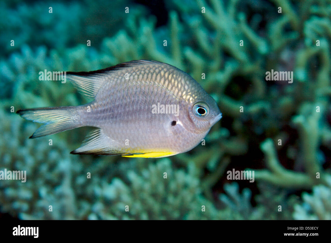 White-belly damsel in clear water Stock Photo