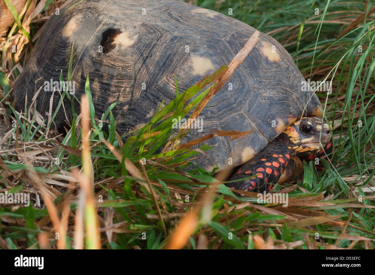 Red-footed Tortoise Chelonoides (Geochelone) carbonaria. Adult. Native to much of northern South America. Here in Guyana. Stock Photo