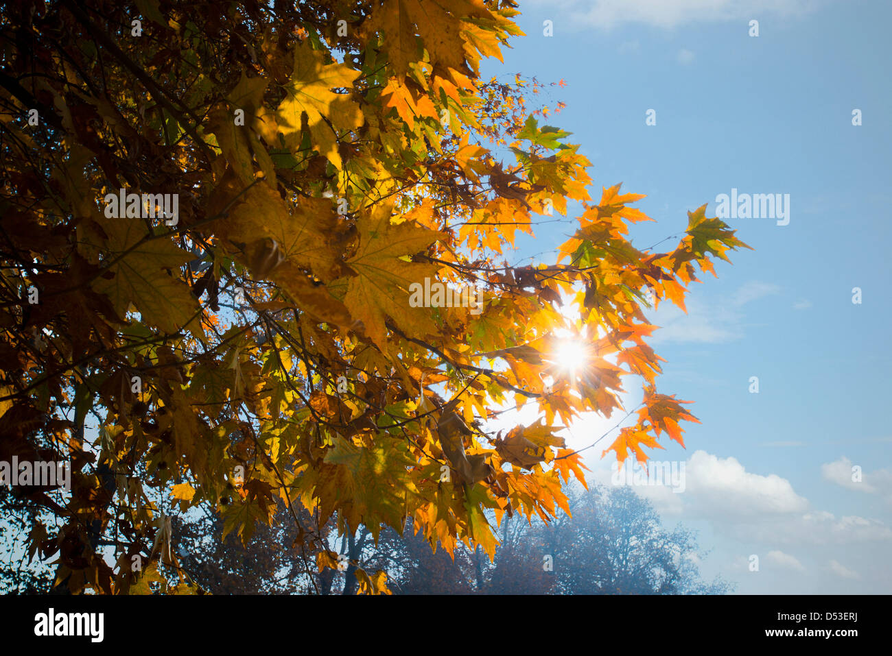 Low angle view of maple leaves on a tree, Chinar Bagh, Srinagar, Jammu And Kashmir, India Stock Photo