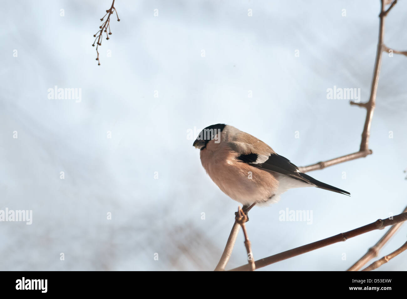 bullfinch on twig in winter time Stock Photo
