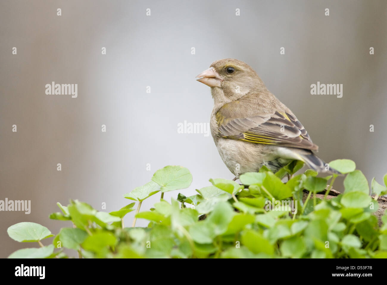 finch on twig in forest Stock Photo