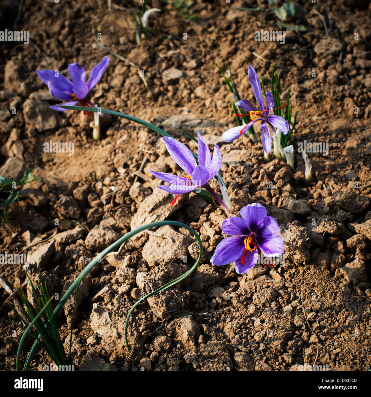 Pulwama hi-res stock photography and images - Alamy
