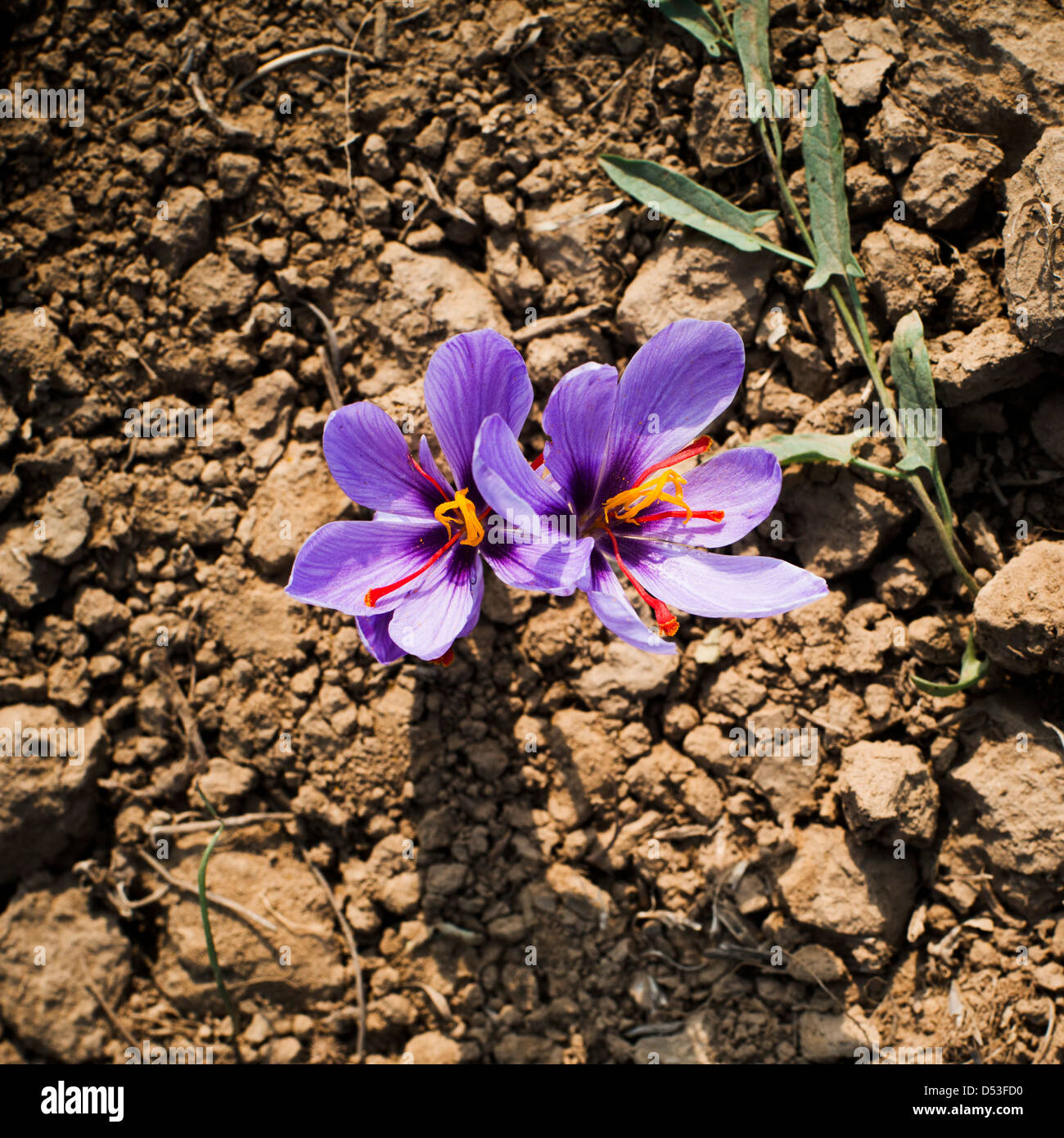 Saffron crocus flowers in a field, Pampore, Pulwama, Pulwama District, Jammu And Kashmir, India