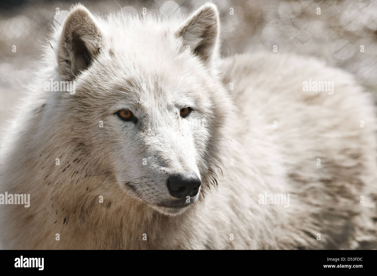 white arctic wolf close up Stock Photo