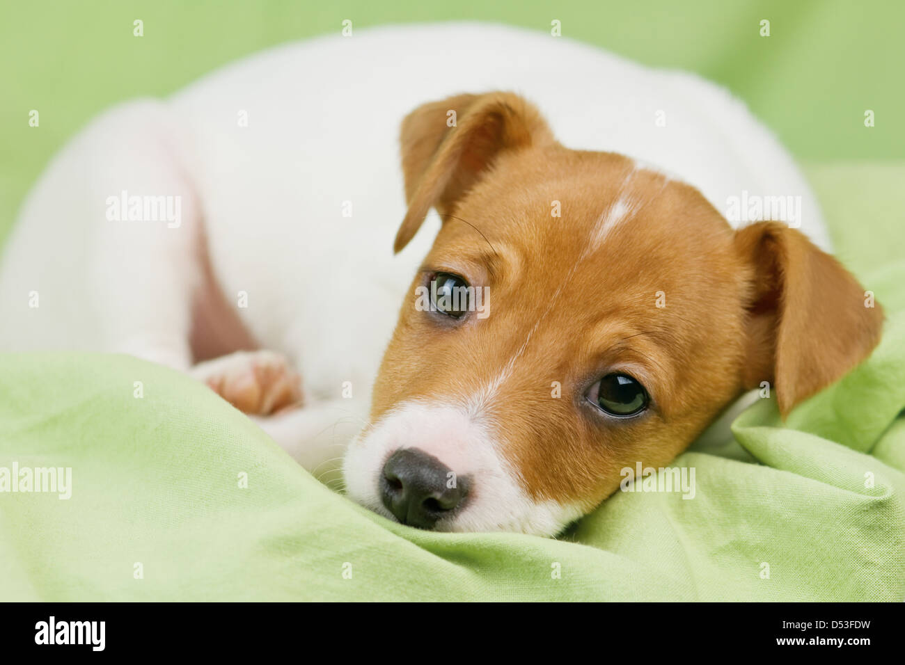 jack russel terrier on green sheet Stock Photo