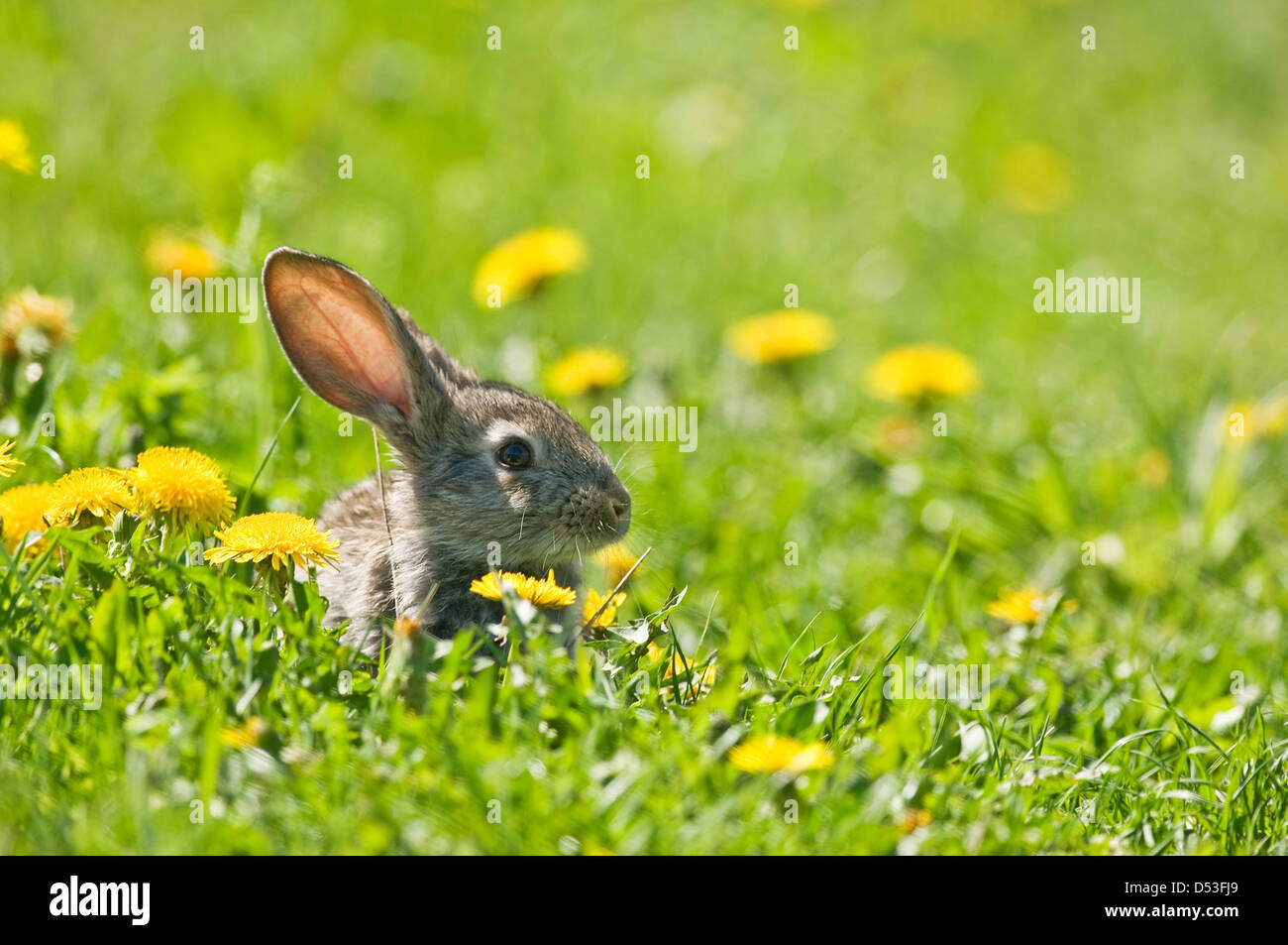 brown rabbit in grass closeup Stock Photo