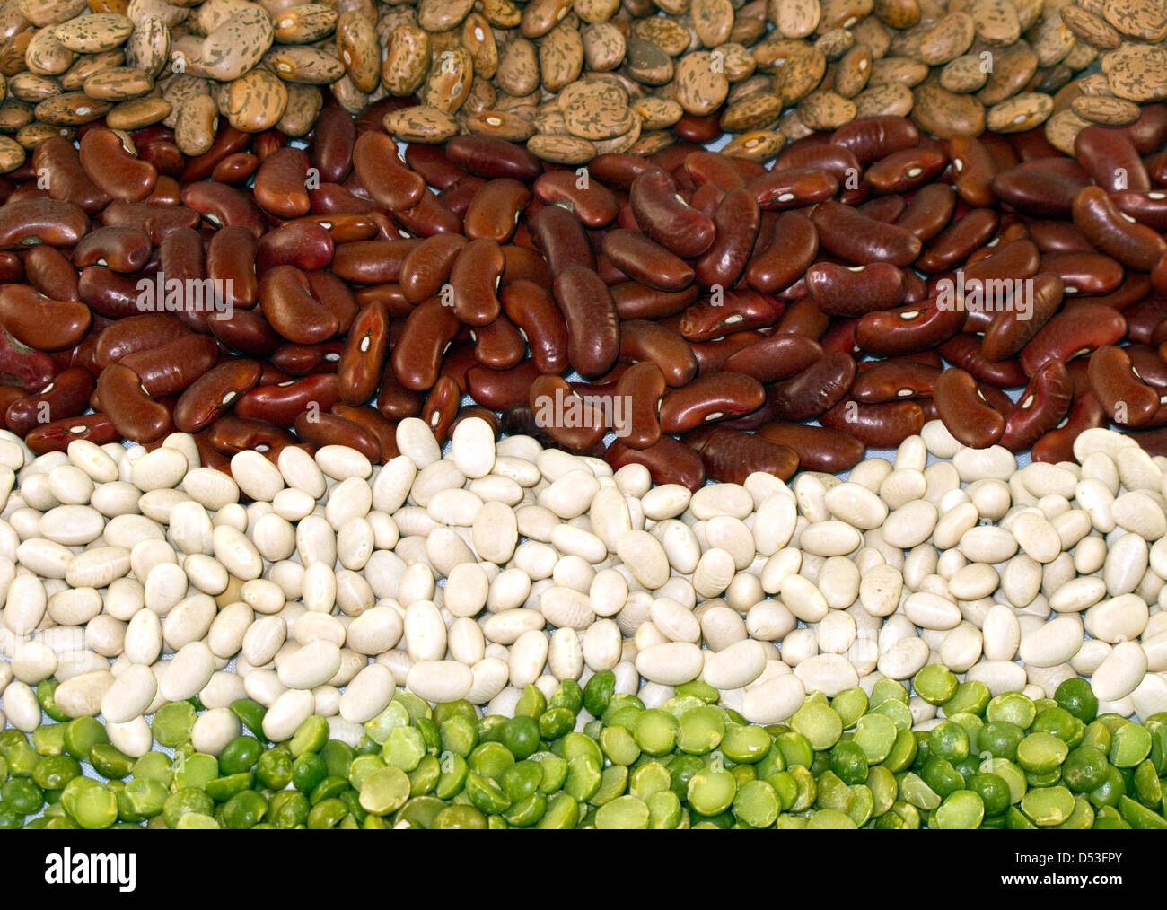 Horizontal row of dried beans (navy, kidney, pinto, split pea) Stock Photo