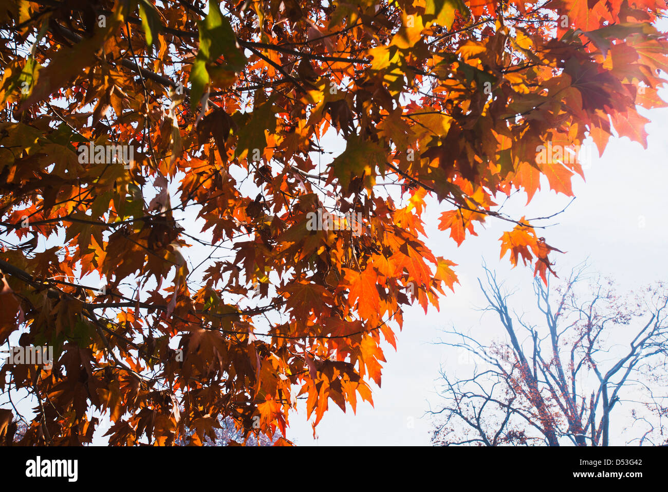 Low angle view of a maple tree, Shalimar Bagh, Srinagar, Jammu And