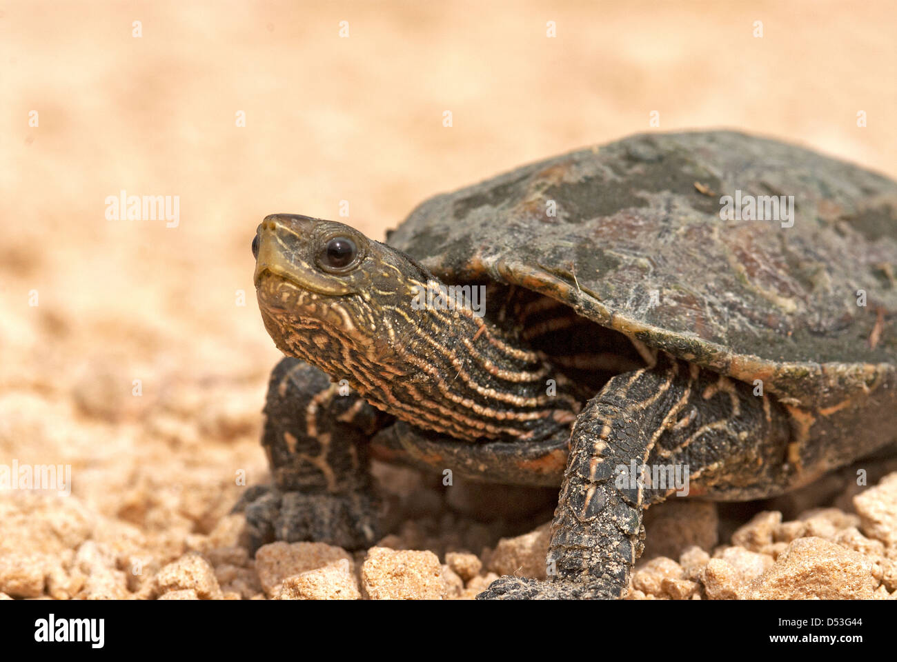 Caspian Turtle, Mauremys caspica  Close-up Stock Photo