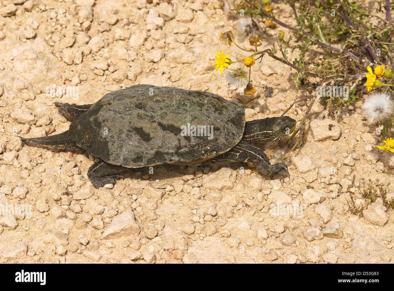 Caspian Turtle, Mauremys caspica Stock Photo