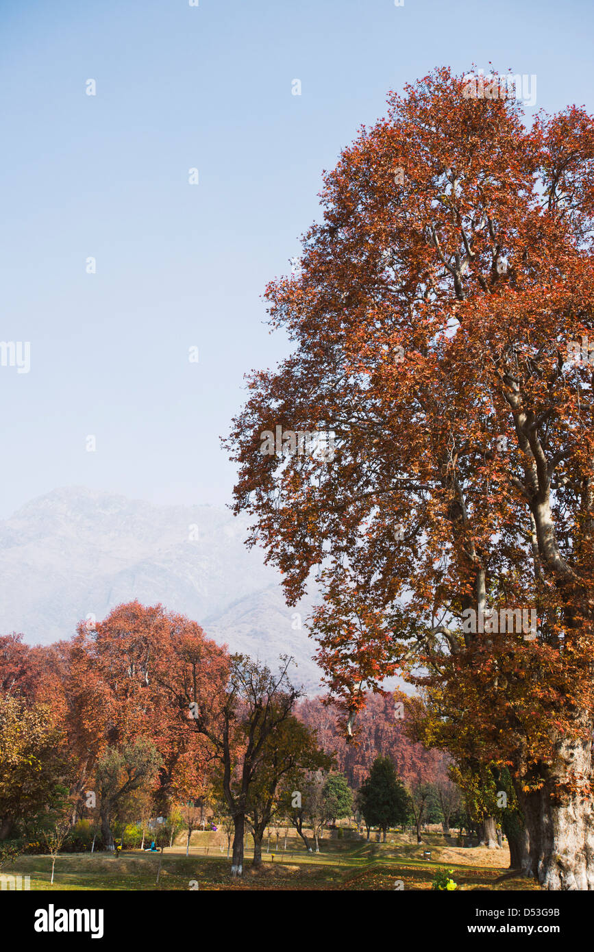 Trees in a garden, Nishat Bagh, Srinagar, Jammu And Kashmir, India