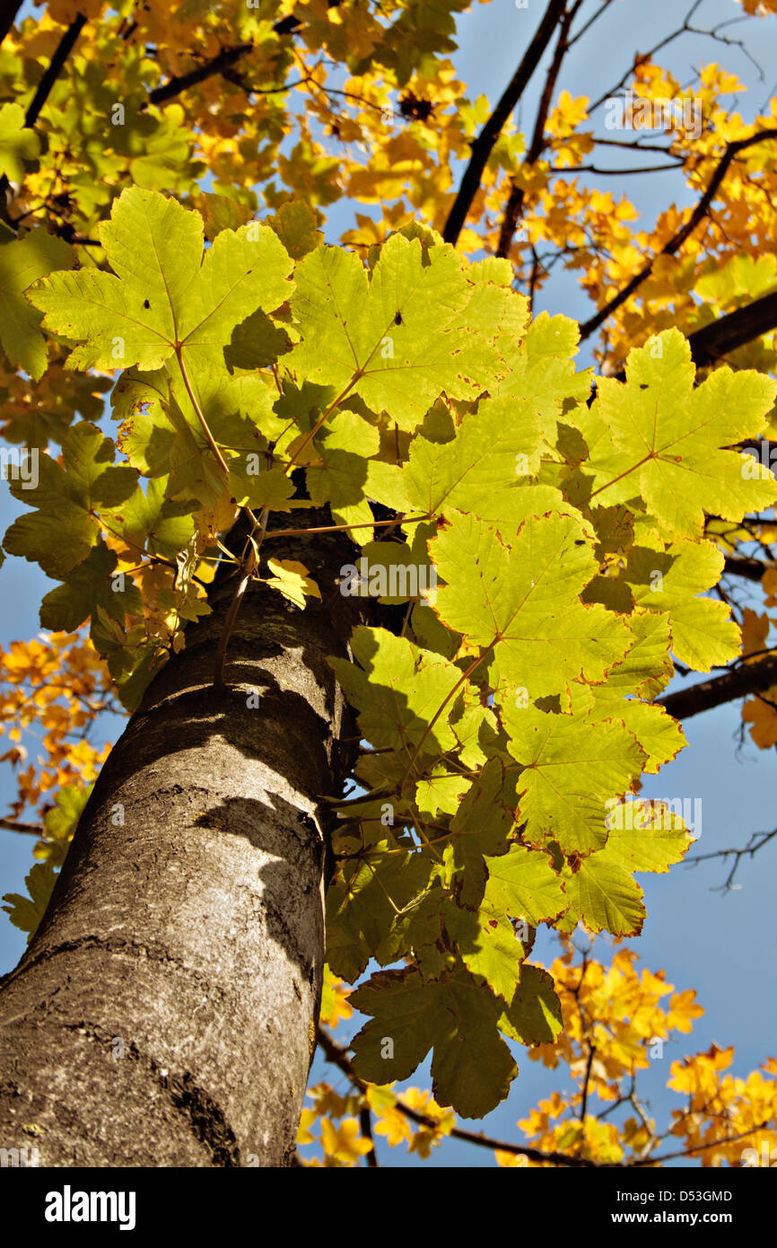 Coloured maple leaf hi-res stock photography and images - Alamy
