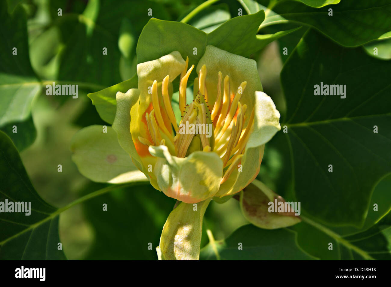 tulip tree (Liriodendron tulipifera) Stock Photo