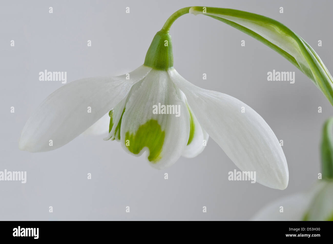 Double snowdrop (Galanthus 'Ophelia') is a Greatorex hybrid between G. nivalis and G. plicatus, flowers from Yorkshire garden UK Stock Photo