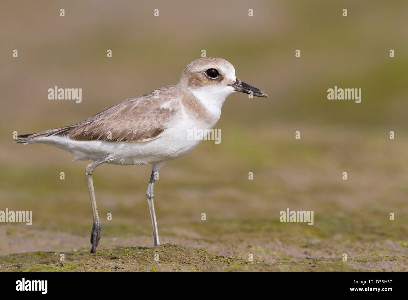 Greater Sand Plover (Charadrius leschenaultii) Stock Photo